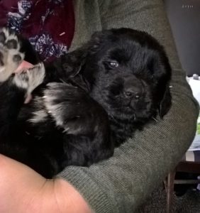 Newfoundland puppy 4 weeks old being held in arms