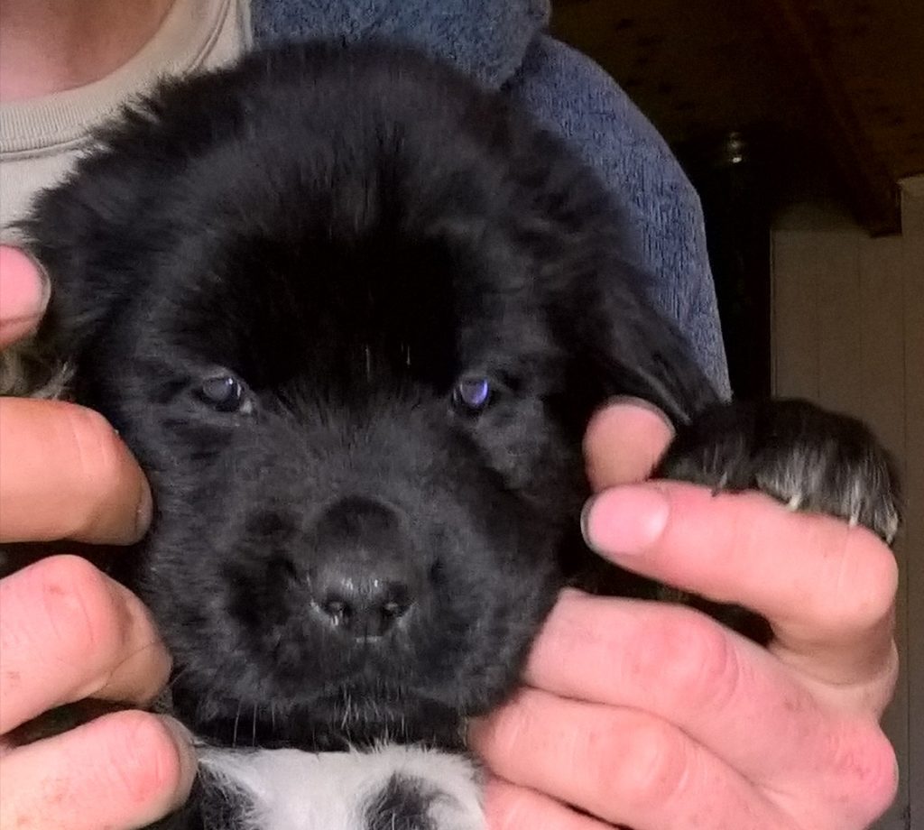Welcome to Big Dog Little Adventures!
