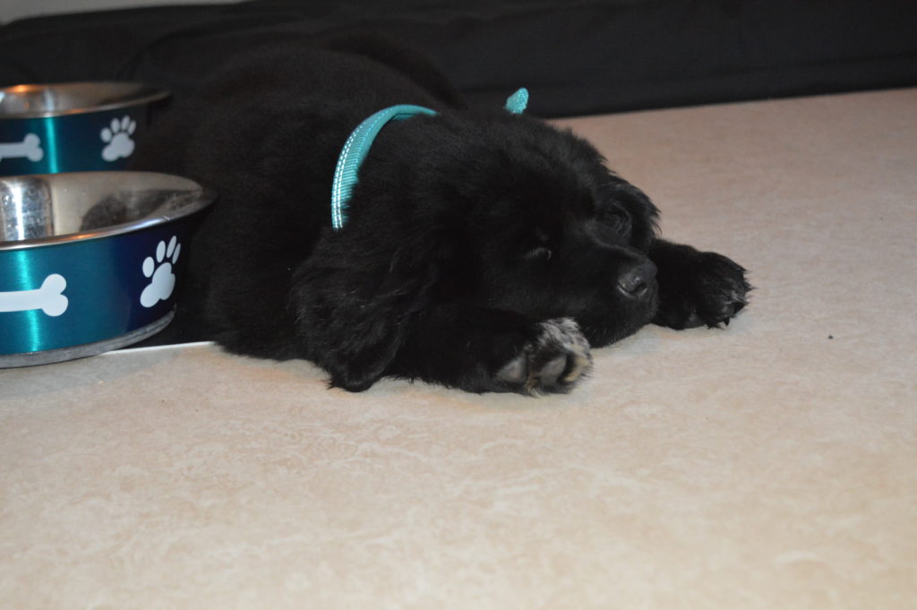 First Night Home with a New Large Breed Puppy