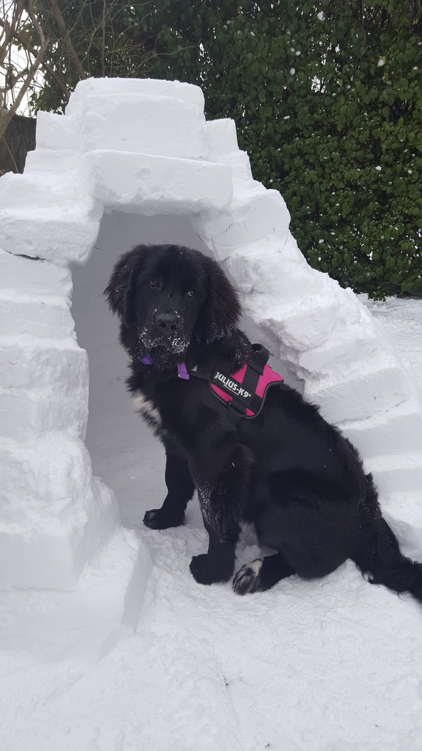 Dog-Friendly Travel Company Looks to Recruit a ‘Canine Critic’ for Property Reviews