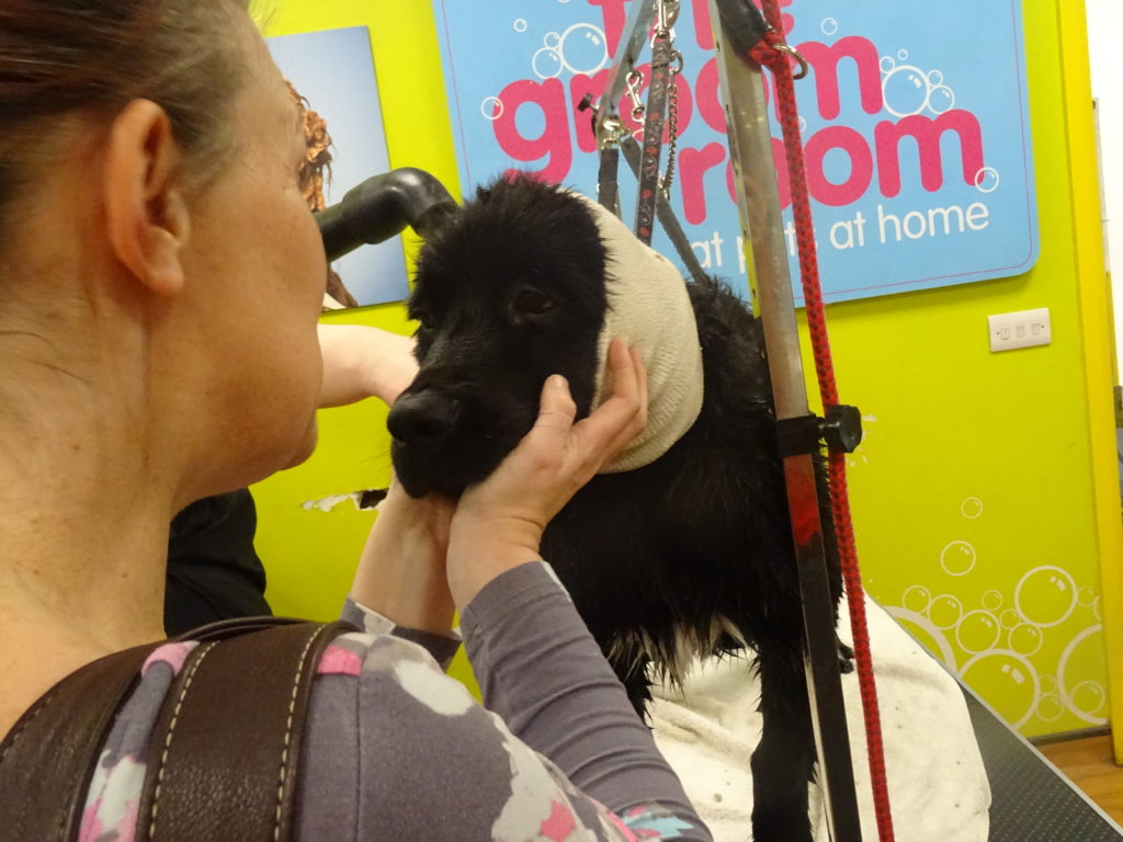 Pets at Home Groom Room