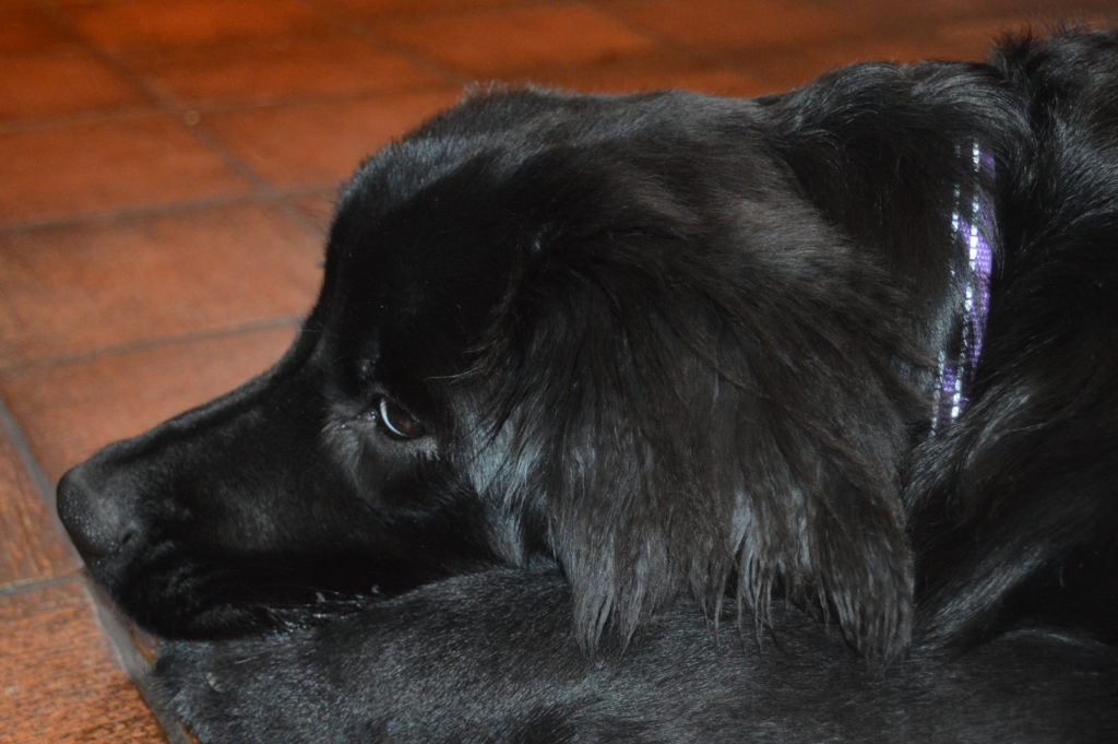 Keeping Your Newfoundland’s Ears Clean and Healthy