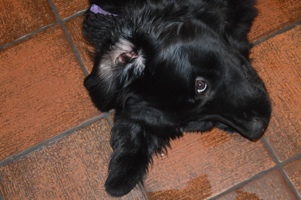 Keeping your Newfoundland's ears clean