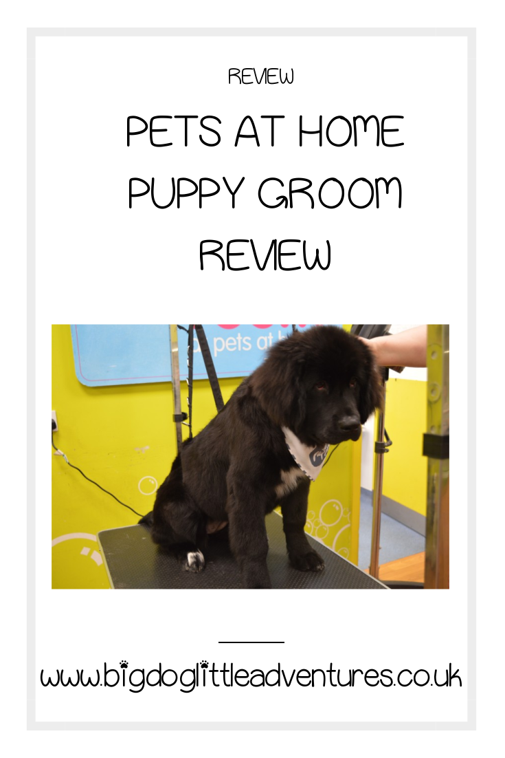 If you have a puppy under 6 months Pets at Home offer a full puppy groom for just £20 not only is it great value for money but it gets your puppy used to grooming.