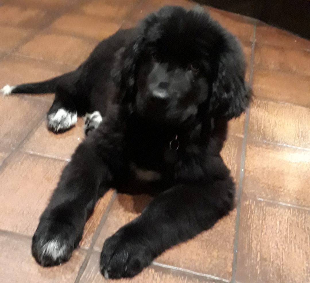 Groom Training Your Newfoundland Dog Big Dog Little Adventures