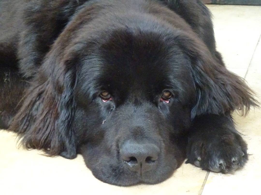 Groom Training Your Newfoundland Dog Big Dog Little Adventures