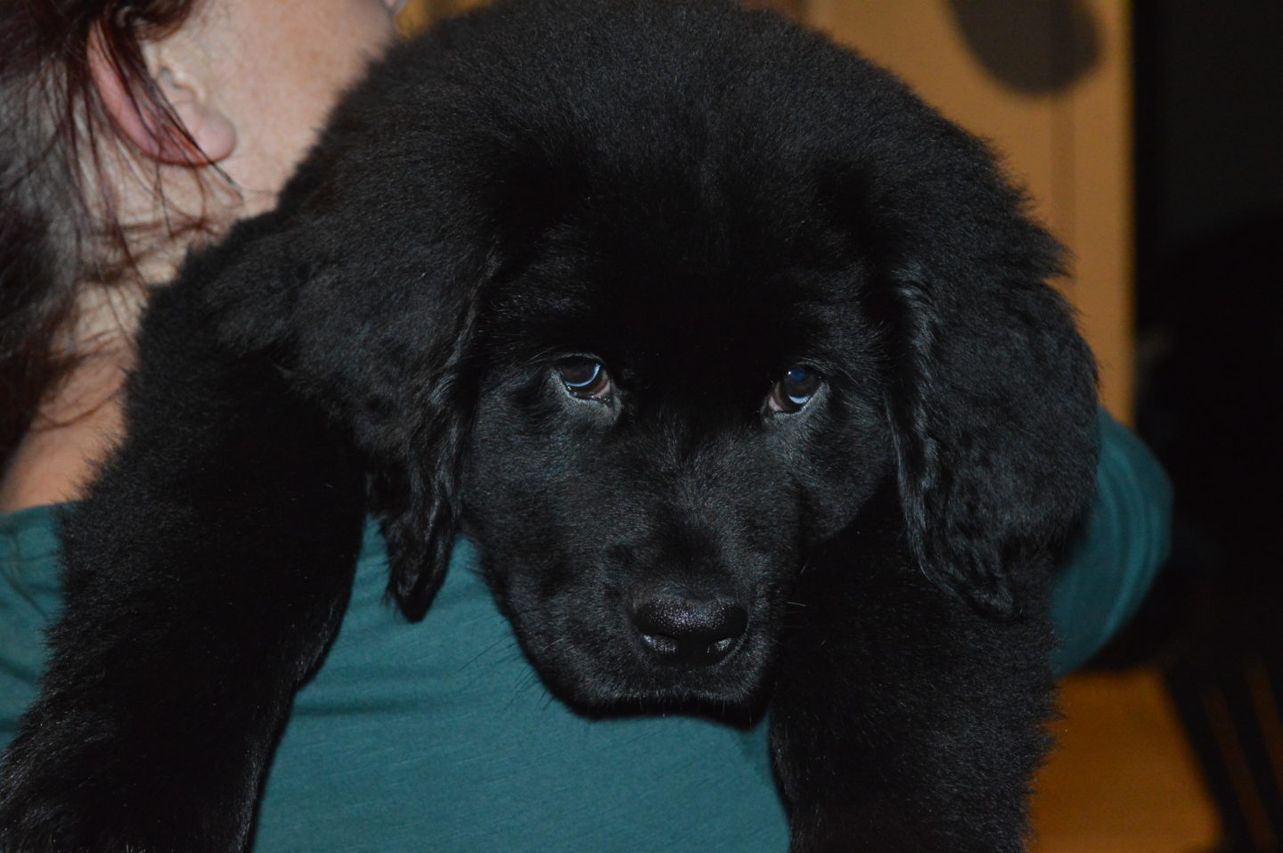 10 week old newfoundland hot sale puppy