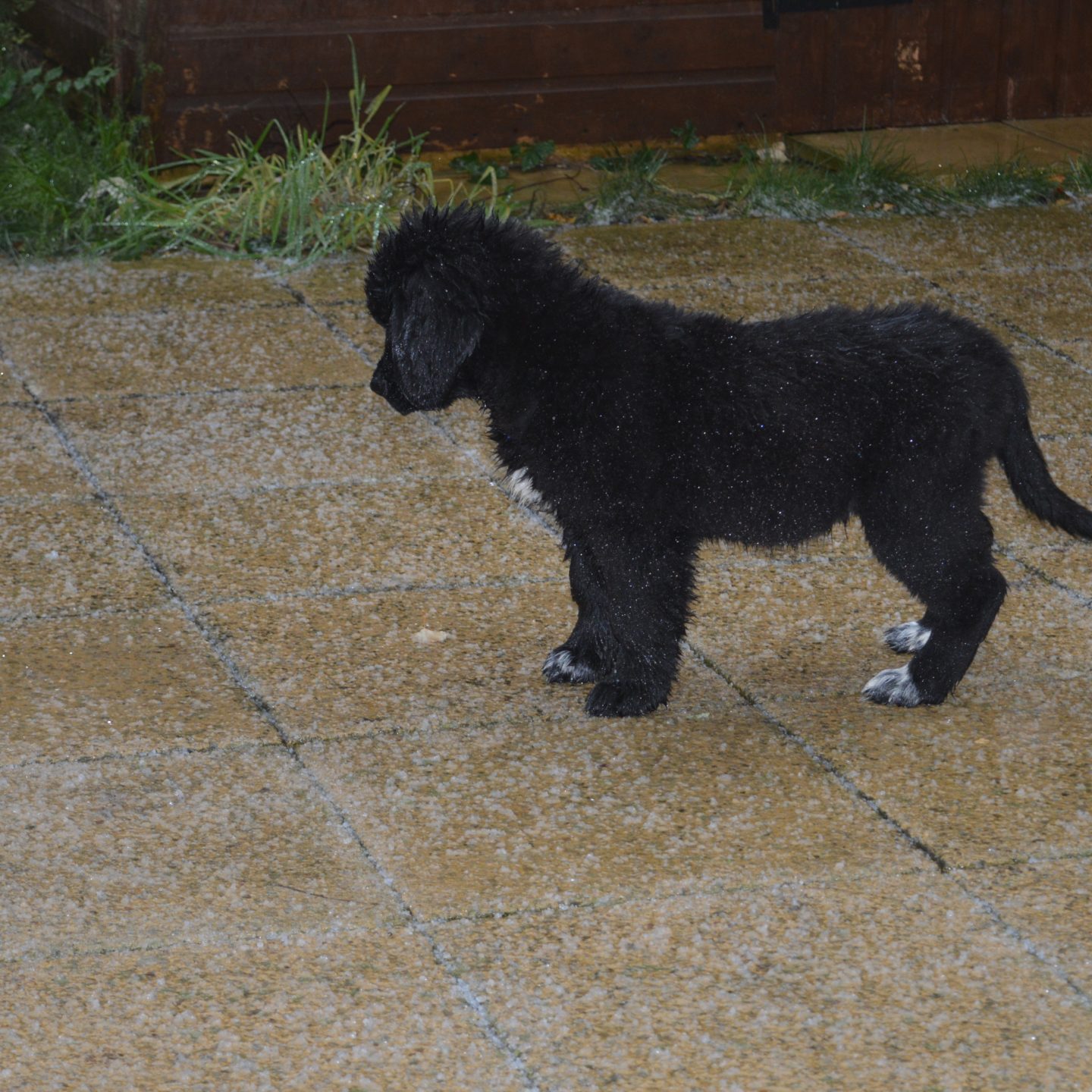 Training Your Newfoundland Puppy Early