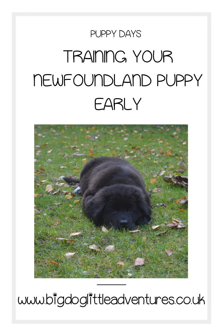 due to the size that a Newfoundland puppy gets early training is very important, your cute bundle of fluff will soon turn into a gentle giant, but if they are not trained when they are young it could be disastrous! Click through for important training tips for your giant puppy