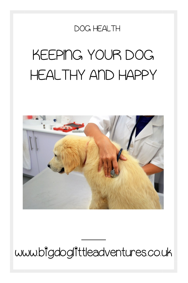 Taking care of a dog is such a huge responsibility, click through to find out some top tips for keeping your dog happy and healthy.