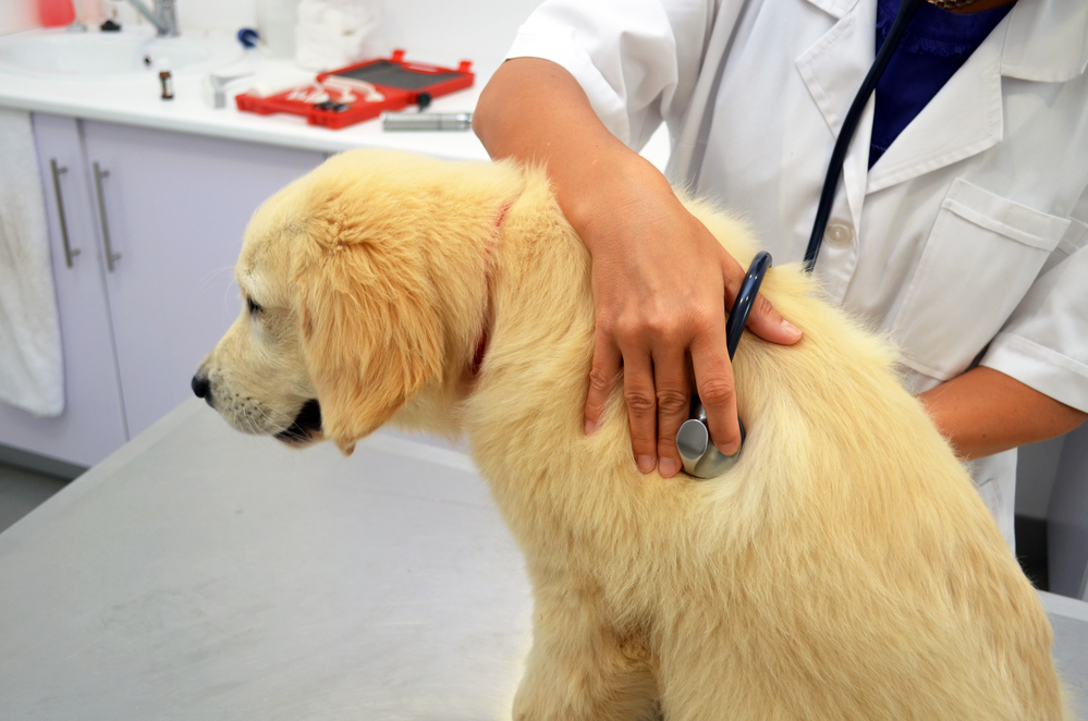 regular check ups at the vet ensure you are keeping your dog healthy