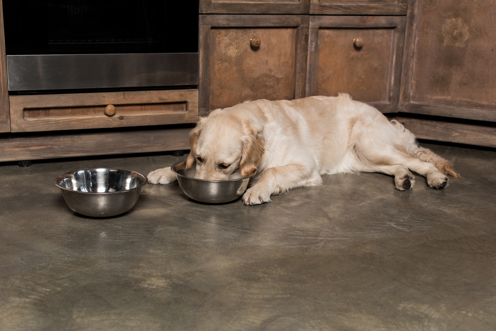 Eating a well balanced diet will ensure you are keeping your dog healthy.