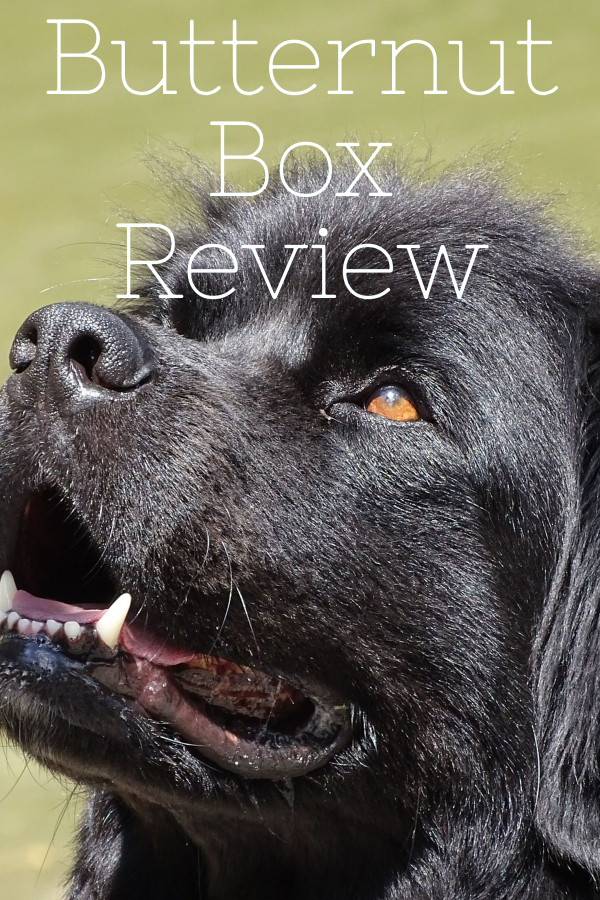 Looking for an alternative food for your dog, check out what we thought of Butternut Box, like having sunday dinner every day!