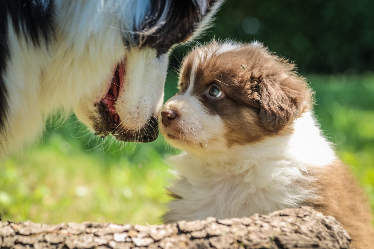 Essential Dog Care Products For A New Puppy