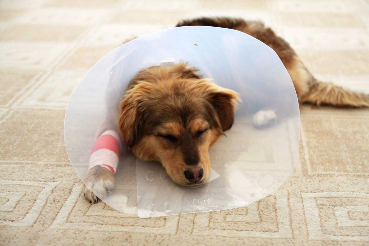 How To Stop A Dog From Licking Its Wound