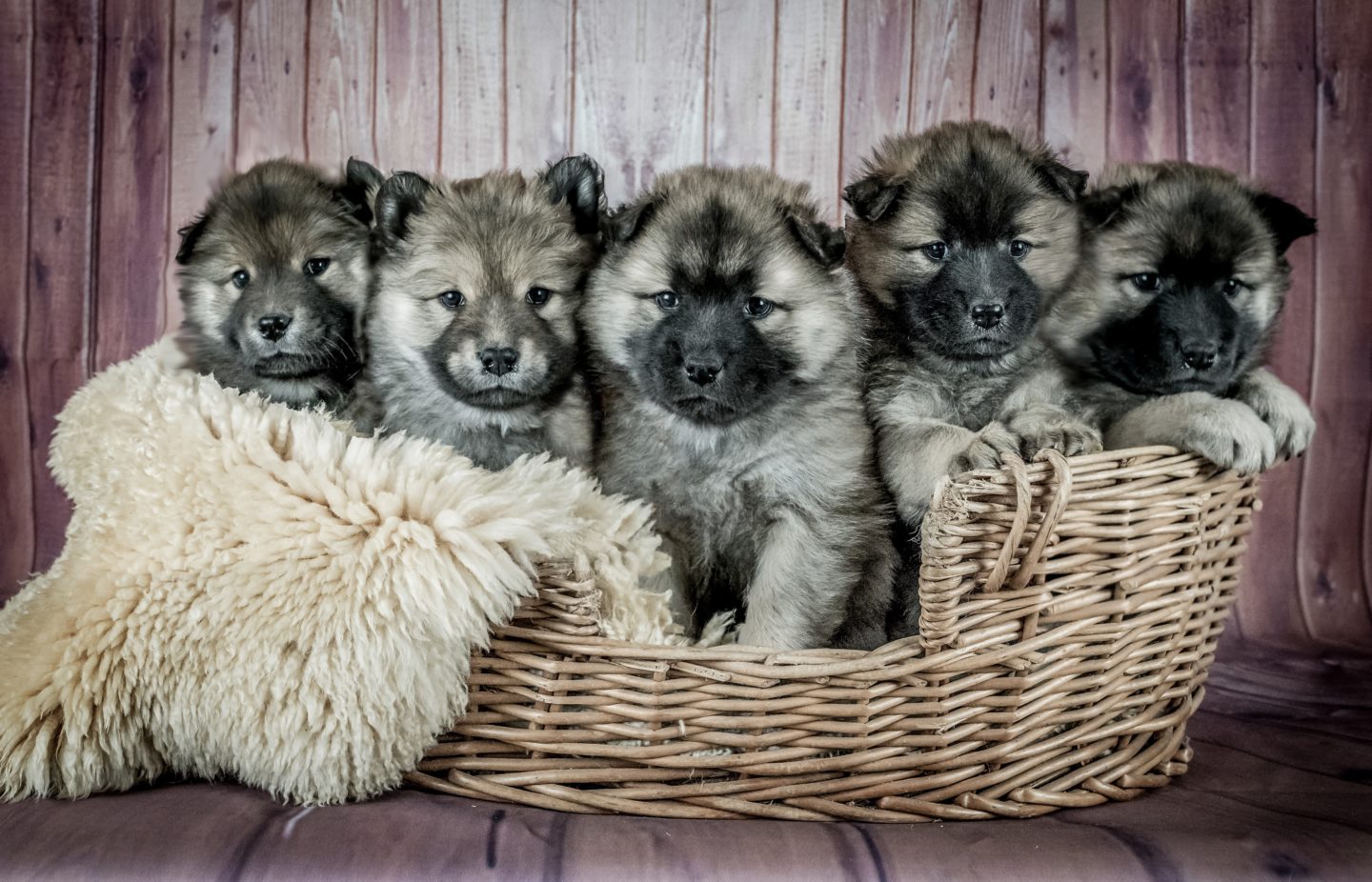Maintaining Your New Home With A Puppy Around