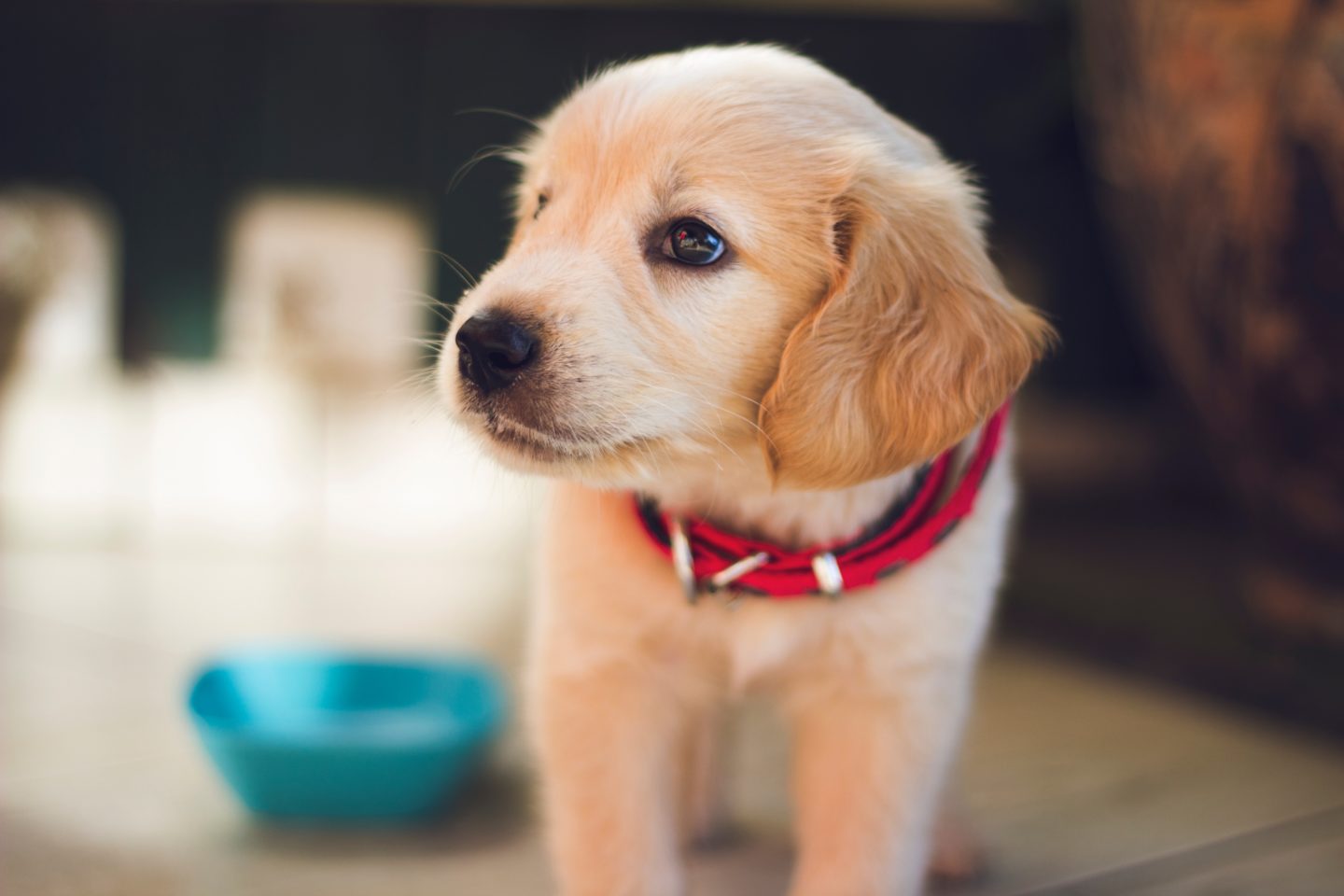 What’s It Like To Have A Pet In The House?