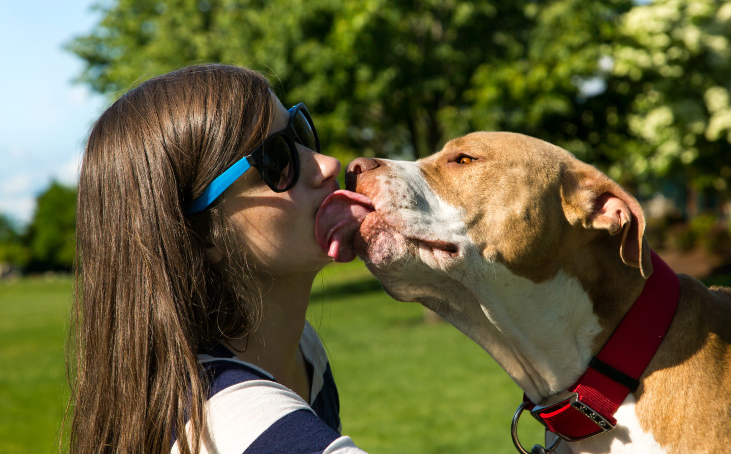 How to Make Your Dog Feel Like a Part of the Family - Big Dog Little Advent...