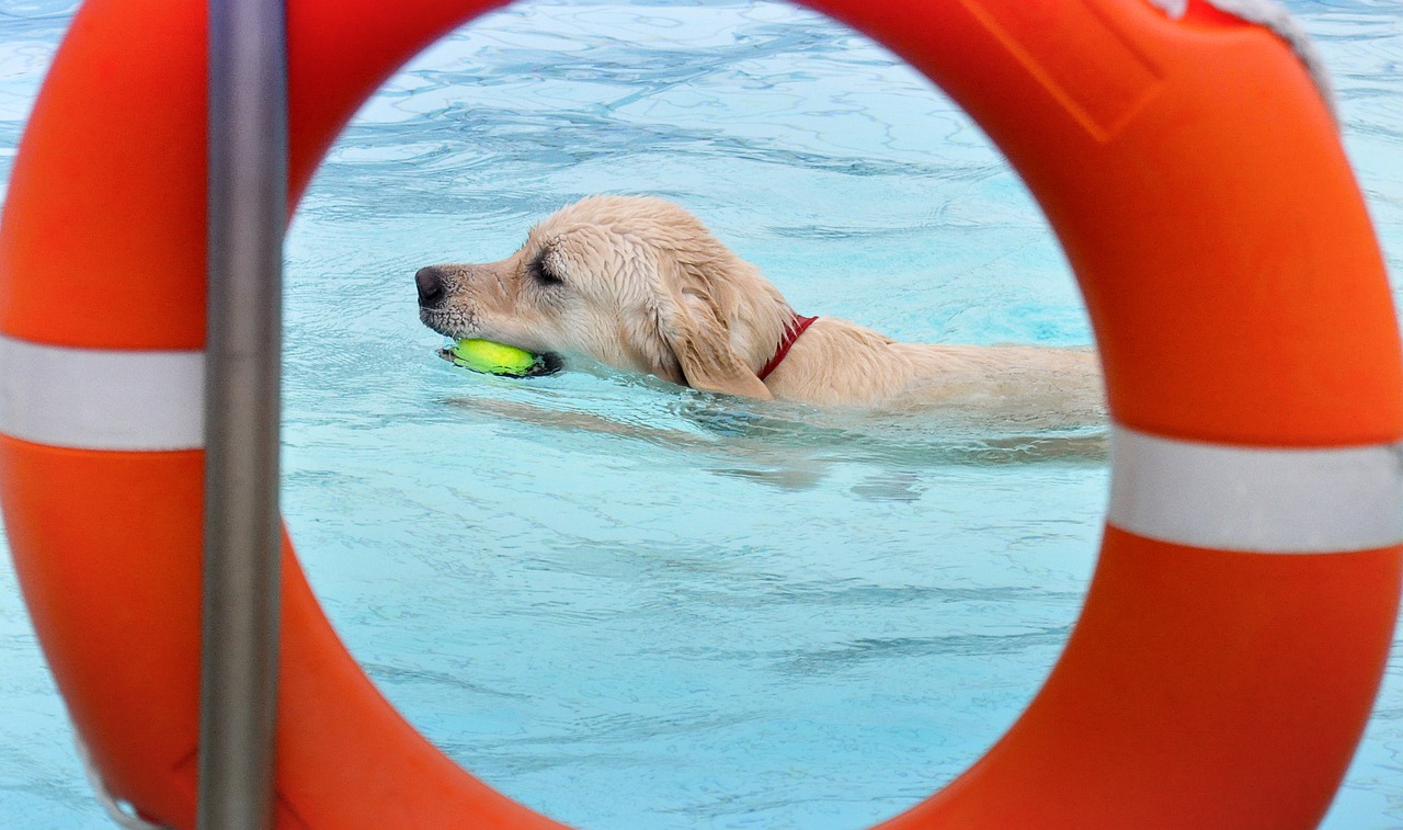 swimming pools for dogs