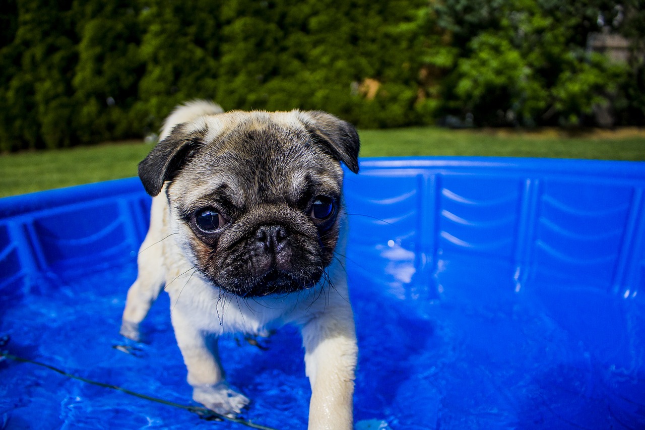 Pet swimming deals pool